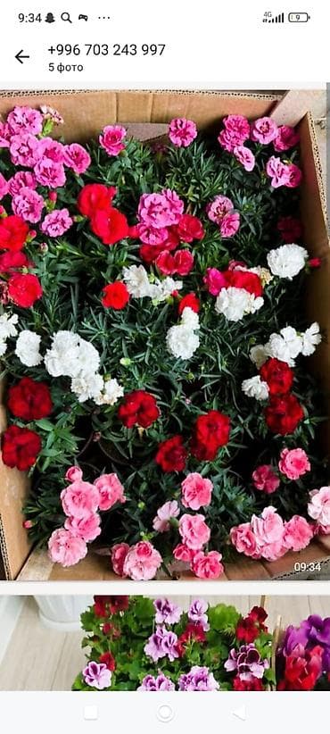 Монстерлер: Горшечные каланхоэ в подарочных пакетах - Цветение: обильные соцветия lalafo.kg да — 10 Монстерлер: Горшечные каланхоэ в подарочных пакетах - Цветение: обильные соцветия — 10