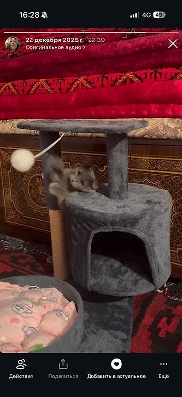 Когтеточка‑домик для кошек, серый плюш - Компактный игровой комплекс at lalafo.kg Когтеточка‑домик для кошек, серый плюш - Компактный игровой комплекс