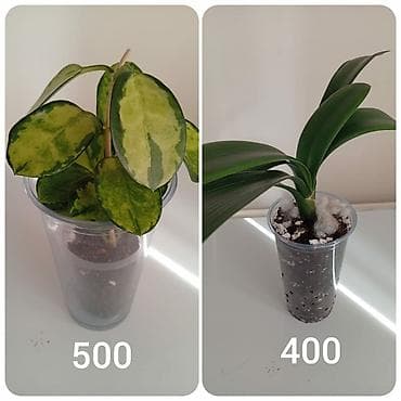 Гулдор сатылат: хоя лиза, гиппеаструм, кливия, филодендроны at lalafo.kg Гулдор сатылат: хоя лиза, гиппеаструм, кливия, филодендроны