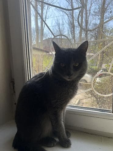 Отдам в хорошие добрые руки. Кот по имени Барон. Приучен к лотку at lalafo.kg Отдам в хорошие добрые руки. Кот по имени Барон. Приучен к лотку