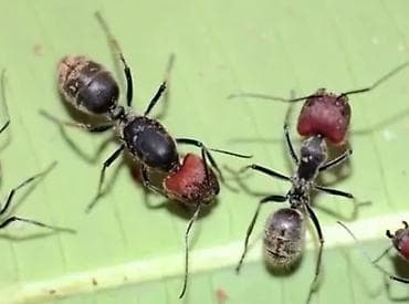 Camponotus singularis очень большие муравьи, расцвет at lalafo.kg Camponotus singularis очень большие муравьи, расцвет