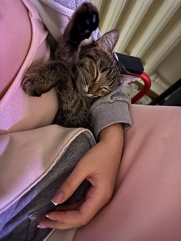 Кошка даром: Беспородная, 1 год, Девочка, Кастрирована, Приучена к лотку, Проглистована at lalafo.kg — 2 Кошка даром: Беспородная, 1 год, Девочка, Кастрирована, Приучена к лотку, Проглистована — 2