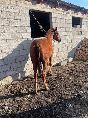 Продаю | Жеребенок | Конный спорт at lalafo.kg Продаю | Жеребенок | Конный спорт