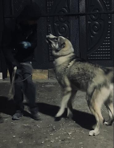 Собака крупной породы (тип алабая/волкодава). Вязка Вязка по? at lalafo.kg Собака крупной породы (тип алабая/волкодава). Вязка Вязка по?