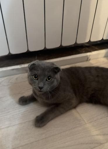 Срочно!!!Срочно!!! Шотландская вислоухая кошка (Scottish Fold), окрас at lalafo.kg Срочно!!!Срочно!!! Шотландская вислоухая кошка (Scottish Fold), окрас