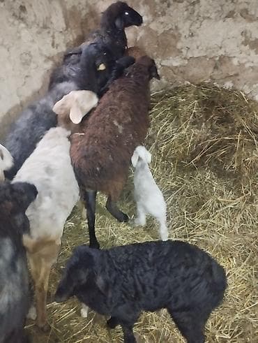 Продаю | Овца (самка) | Для разведения | Племенные at lalafo.kg Продаю | Овца (самка) | Для разведения | Племенные