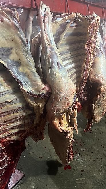 Аквариумдар: Колбаса цехи : Уйлар, букалар, Жылкылар, аттар, | Күнү-түнү, Бардык шартта, Союлган lalafo.kg да — 6 Аквариумдар: Колбаса цехи : Уйлар, букалар, Жылкылар, аттар, | Күнү-түнү, Бардык шартта, Союлган — 6