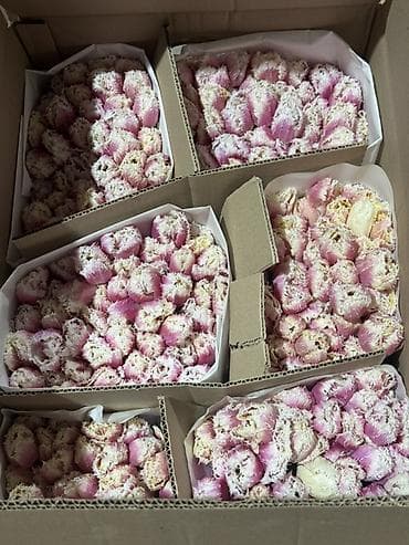 Тюльпаны срезанные — оптом и в букетах - Ассортимент цветов: жёлтые at lalafo.kg — 10 Тюльпаны срезанные — оптом и в букетах - Ассортимент цветов: жёлтые — 10