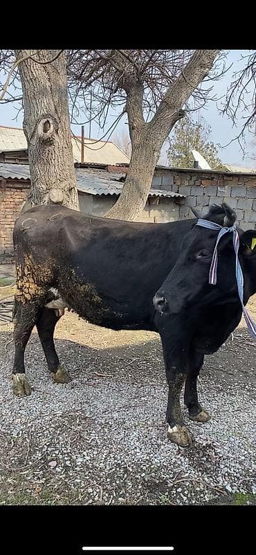 Продаю | Корова (самка) at lalafo.kg Продаю | Корова (самка)