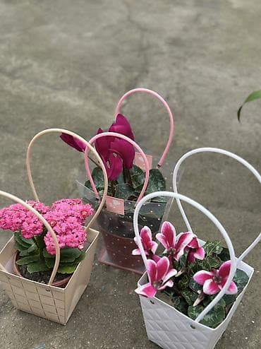 Комнатные цветы в подарочных кашпо-сумках at lalafo.kg Комнатные цветы в подарочных кашпо-сумках