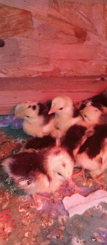 Продаю | Цыплята | Для разведения at lalafo.kg Продаю | Цыплята | Для разведения