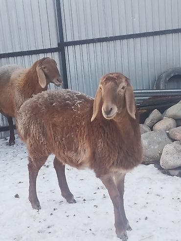 Продаю | Овца (самка), Ягненок, Баран (самец) | Арашан | Для разведения | Матка, Племенные, Ярка at lalafo.kg Продаю | Овца (самка), Ягненок, Баран (самец) | Арашан | Для разведения | Матка, Племенные, Ярка