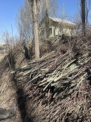 Продам ветки (дрова) 🌿🔥 Свежесрезанные ветки, аккуратно сложены в at lalafo.kg Продам ветки (дрова) 🌿🔥 Свежесрезанные ветки, аккуратно сложены в