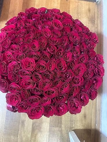 105 роз
Свежие
6000 at lalafo.kg 105 роз
Свежие
6000