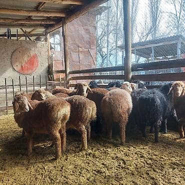 Продаю | Овца (самка) | Полукровка | Для разведения | Ярка at lalafo.kg Продаю | Овца (самка) | Полукровка | Для разведения | Ярка