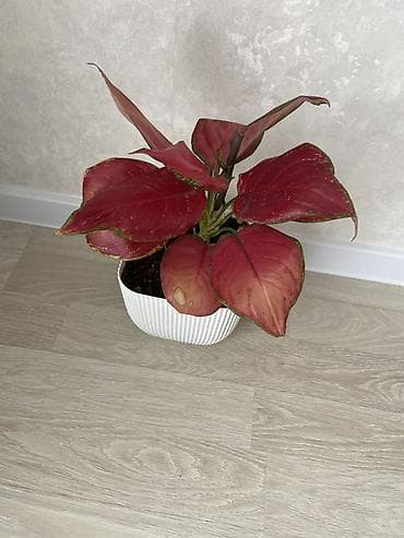 Комнатное растение с декоративной листвой — аглаонема с редкой at lalafo.kg Комнатное растение с декоративной листвой — аглаонема с редкой