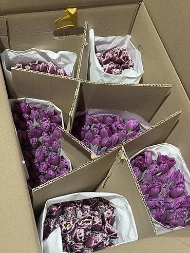 Тюльпаны срезанные — оптом и в букетах - Ассортимент цветов: жёлтые at lalafo.kg — 4 Тюльпаны срезанные — оптом и в букетах - Ассортимент цветов: жёлтые — 4