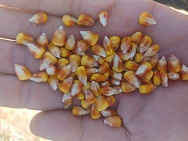 Продаю кукурузу жугору мешкованая спогрузкой прозба только звонить at lalafo.kg Продаю кукурузу жугору мешкованая спогрузкой прозба только звонить