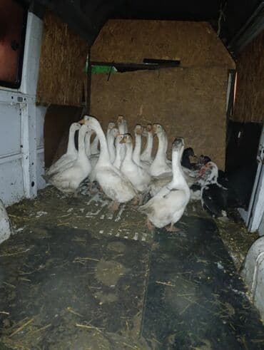 Гуси 10штук или меняю на курей на одного гуся три курицы at lalafo.kg Гуси 10штук или меняю на курей на одного гуся три курицы