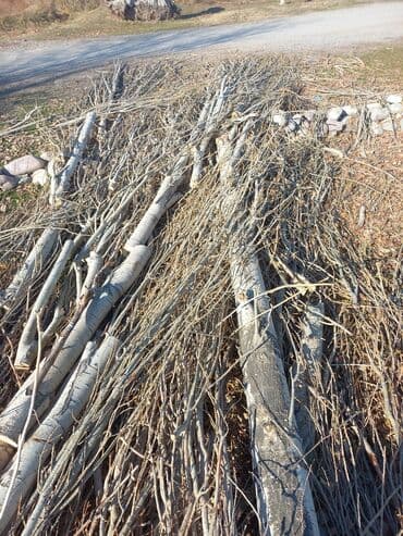 Дрова Тополь at lalafo.kg Дрова Тополь