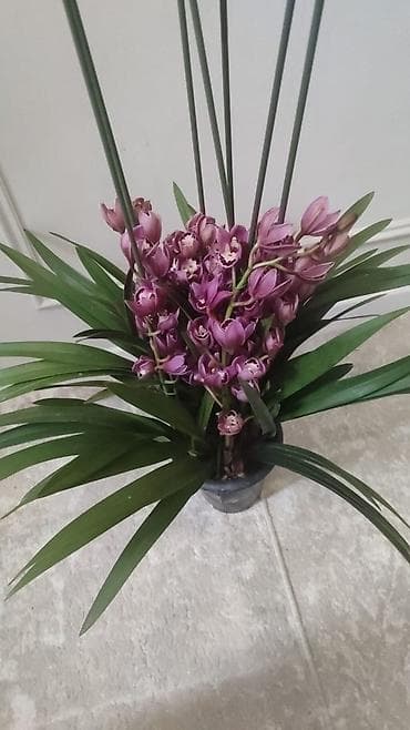 Орхидея Цимбидиум, горшечное растение - Окраска цветов at lalafo.kg Орхидея Цимбидиум, горшечное растение - Окраска цветов