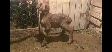 Продаю | Баран (самец) | Арашан | Для разведения | Осеменитель at lalafo.kg — 6 Продаю | Баран (самец) | Арашан | Для разведения | Осеменитель — 6