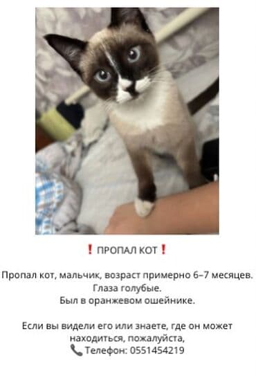 Пропала : Сиамская, Мальчик at lalafo.kg Пропала : Сиамская, Мальчик