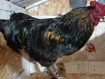Продаю | Петух | Для разведения at lalafo.kg Продаю | Петух | Для разведения