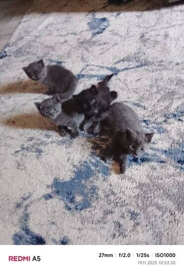Очаровательные котята с дымчато‑серой и чёрной шерсткой. - Помёт из at lalafo.kg Очаровательные котята с дымчато‑серой и чёрной шерсткой. - Помёт из
