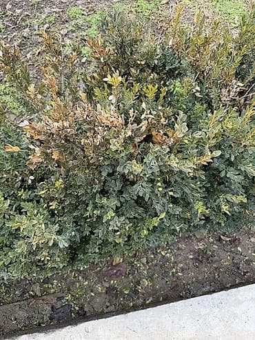 Самшит: Самшит (Buxus) для живой изгороди и бордюров. - Кустарники плотные lalafo.kg да — 4 Самшит: Самшит (Buxus) для живой изгороди и бордюров. - Кустарники плотные — 4