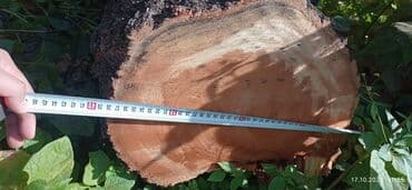 офисные столы и кресла бу: Ствол абрикоса. Толстые изогнутые секции после спила. Параметры по at lalafo.kg — 3 офисные столы и кресла бу: Ствол абрикоса. Толстые изогнутые секции после спила. Параметры по — 3