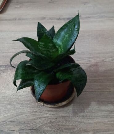 Комнатные растения at lalafo.kg Комнатные растения