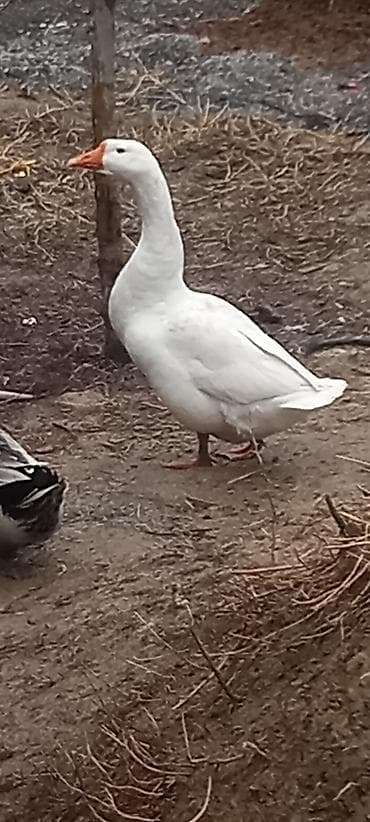 Күрп эти: Белый гусь (домашняя птица) - Порода/окрас: белый, оранжевый клюв и lalafo.kg да — 2 Күрп эти: Белый гусь (домашняя птица) - Порода/окрас: белый, оранжевый клюв и — 2