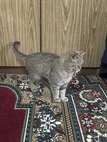 Кошка даром: Скотиш Страйт (Шотландская прямоухая), 10 месяцев, Мальчик, Приучена к лотку at lalafo.kg Кошка даром: Скотиш Страйт (Шотландская прямоухая), 10 месяцев, Мальчик, Приучена к лотку