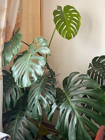 Монстера делициоза (Monstera deliciosa) — крупное комнатное растение с at lalafo.kg Монстера делициоза (Monstera deliciosa) — крупное комнатное растение с