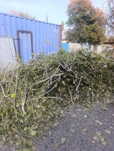 Дрова Тополь at lalafo.kg Дрова Тополь