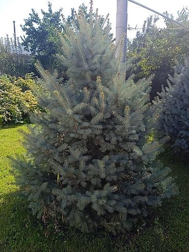 Продается голубые и Тянь-Шанские ели, высота 2,5-3м at lalafo.kg — 2 Продается голубые и Тянь-Шанские ели, высота 2,5-3м — 2