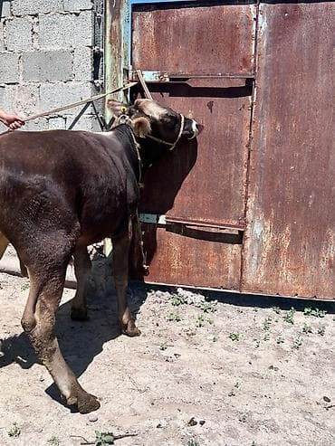 Продаю | Бык (самец) | На откорм at lalafo.kg Продаю | Бык (самец) | На откорм