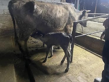 Продаю | Корова (самка) at lalafo.kg Продаю | Корова (самка)