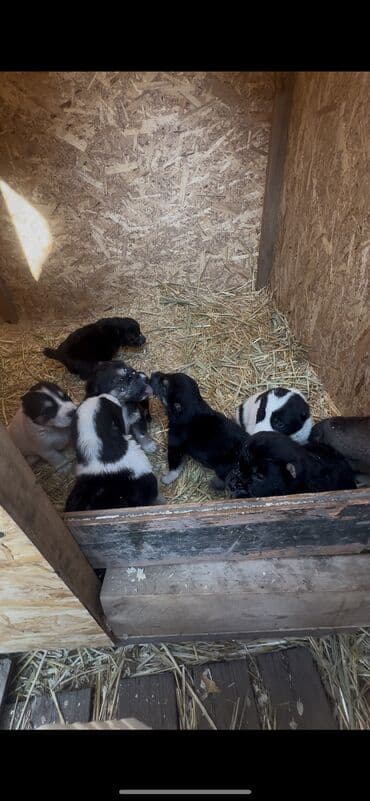 Алабай, 2 месяца, Самка, С прививкой, С родословной at lalafo.kg Алабай, 2 месяца, Самка, С прививкой, С родословной