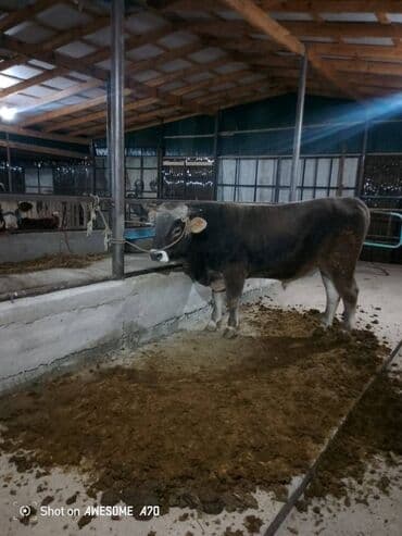 Продаю | Бык (самец) | Для разведения at lalafo.kg Продаю | Бык (самец) | Для разведения