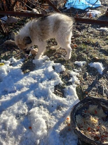 Дворняжка, 4 месяца, Самка, С прививкой at lalafo.kg Дворняжка, 4 месяца, Самка, С прививкой