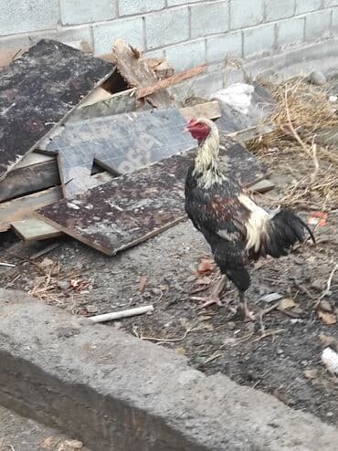 Продаю | Петух | Бойцовая | Для разведения at lalafo.kg Продаю | Петух | Бойцовая | Для разведения