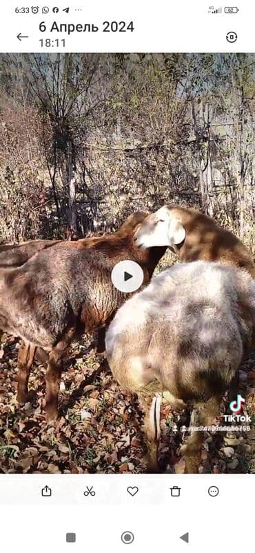 Продаю | Баран (самец) | Для разведения | Осеменитель at lalafo.kg Продаю | Баран (самец) | Для разведения | Осеменитель