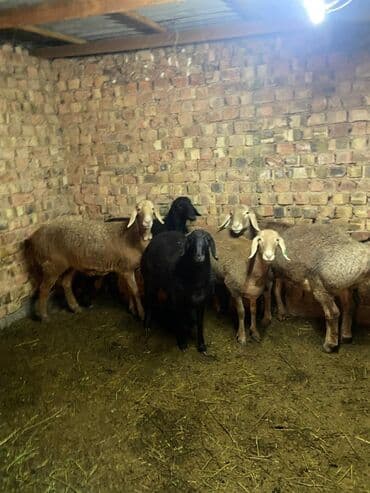 Продаю | Баран (самец) | Арашан | Для разведения | Племенные at lalafo.kg Продаю | Баран (самец) | Арашан | Для разведения | Племенные