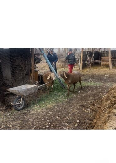 Продаю | Овца (самка) | Арашан | Для разведения | Ярка at lalafo.kg Продаю | Овца (самка) | Арашан | Для разведения | Ярка
