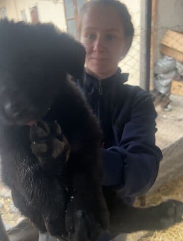 Щенки овчарки. Отец восточноевропейская, мать немка. 25 декабря будет at lalafo.kg Щенки овчарки. Отец восточноевропейская, мать немка. 25 декабря будет