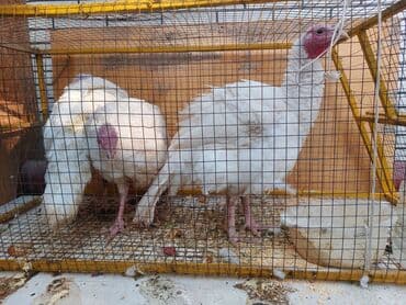 Продаю | Индюшка (самка) | Для разведения | Племенные at lalafo.kg Продаю | Индюшка (самка) | Для разведения | Племенные