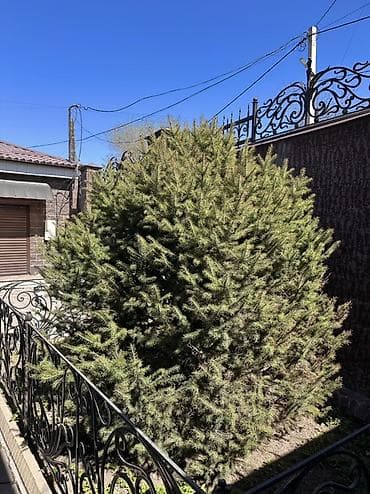Продаю ЕЛЬ Высота 2.5м Цена 16 000 сом Елка в данный момент не at lalafo.kg Продаю ЕЛЬ Высота 2.5м Цена 16 000 сом Елка в данный момент не