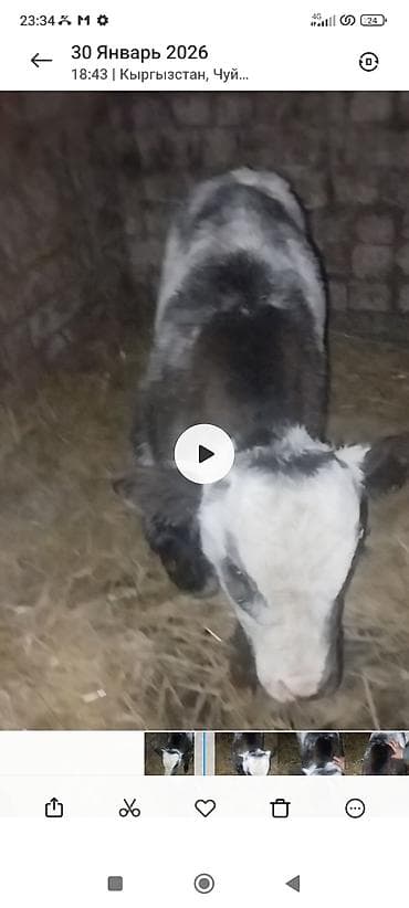 Продаю | Музоо, торпок | На откорм at lalafo.kg Продаю | Музоо, торпок | На откорм